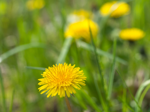 Weeding in the Garden of the Lord